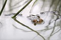 <br><br>Nom anglais : Common toad
<br>S'il le peut, le Crapaud commun reviendra l'année suivante sur son site de reproduction.
<br><br>Photo réalisée en France, dans l'Allier (Auvergne)
<br><br> Anoure
Crapaud commun
Bufo bufo
Common toad
Auvergne
Allier
eau
site
reproduction 